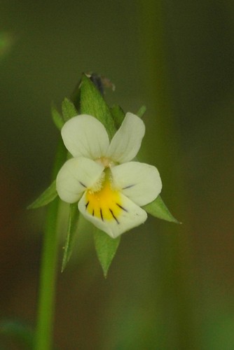 Viola arvensis - Akkerviooltje. Foto: AnneTanne - Creative Commons License