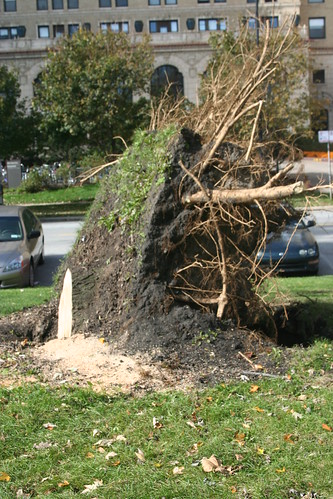 Uprooted tree