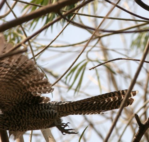 How not to take a pic of a Female Asian Koel