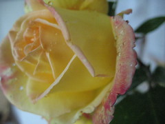 roses 021
