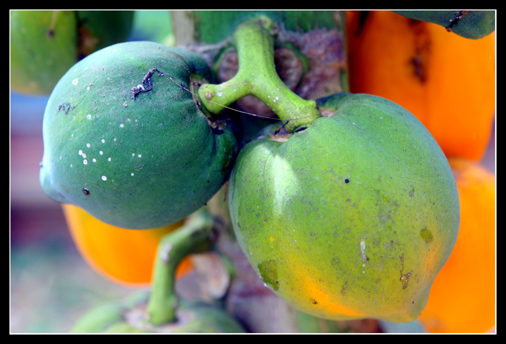 Batangas-May17-07-papaya