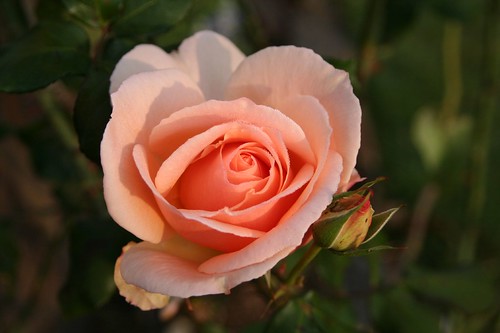 Rose in Sues garden