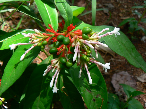 Herb Plant  Rauvolfia serpentina