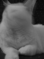 Blurry Cat 3