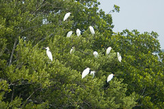 egrets 1