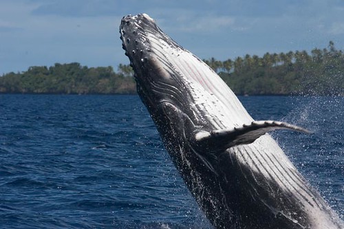 Humpback whale calf por scott1e2310.