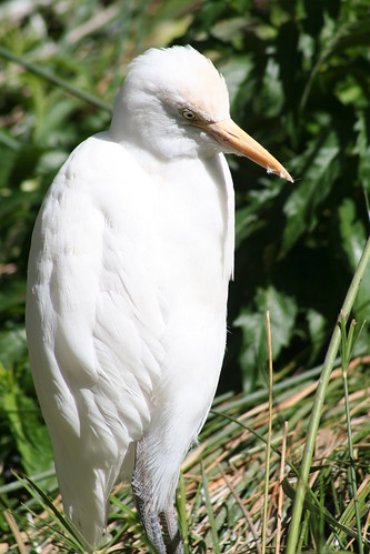 Egret at Cleland
