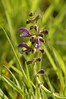 Salvia pratensis - Veldsalie. Bloem