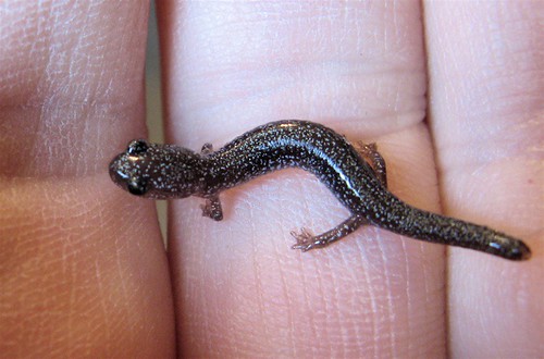 lithe little leadback salamander
