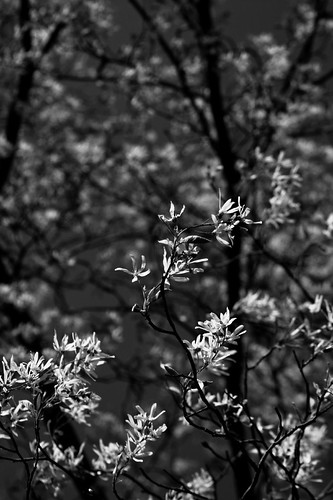 black and white flowers border. Black and White Snow Blossoms