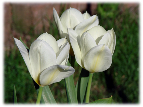 white Tulips