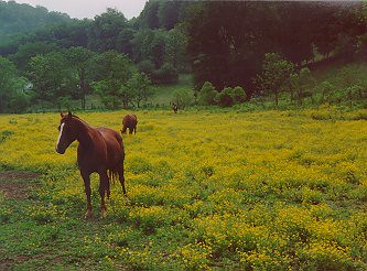 Horses in a field of buttercups not far from my home...