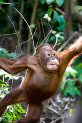 Orangutan in Rasa Ria (by Windy Ed)
