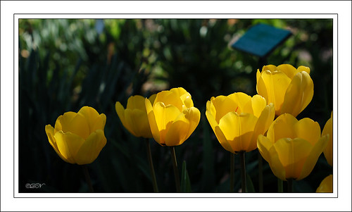 yellow tulips DSC_1819