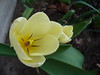 Spring Tulip 2007