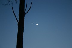 Pine Tree, Jupiter, Moon