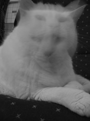 Blurry Cat 2