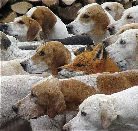Fox with dogs