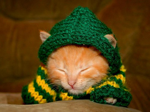 knitting kitteh