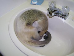 Pua naps in the sink
