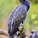 Perched cormorant