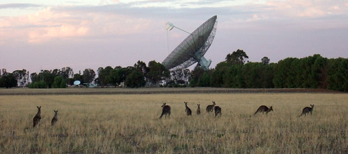Kangaroos and the dish