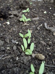 Spinach seedlings
