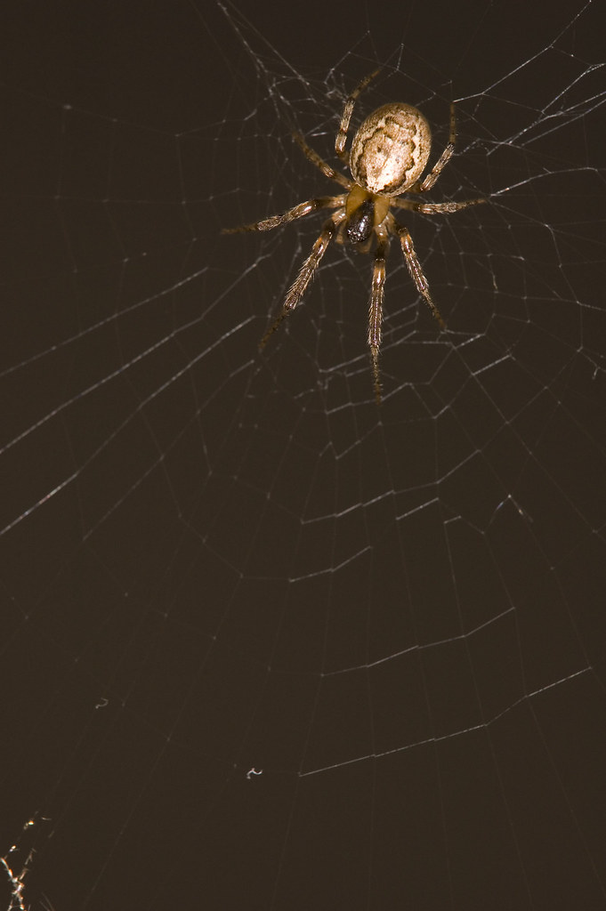 Spider_7796