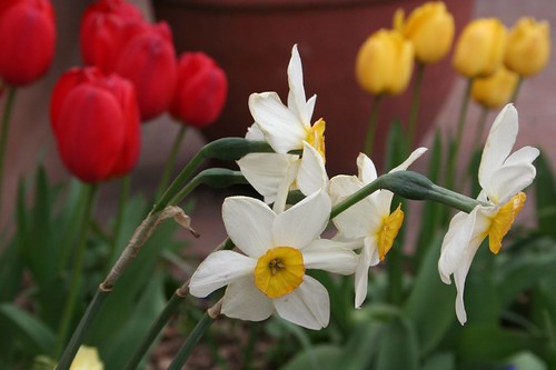 daffodils and tulips