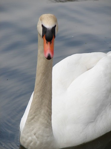 Beautiful swan!
