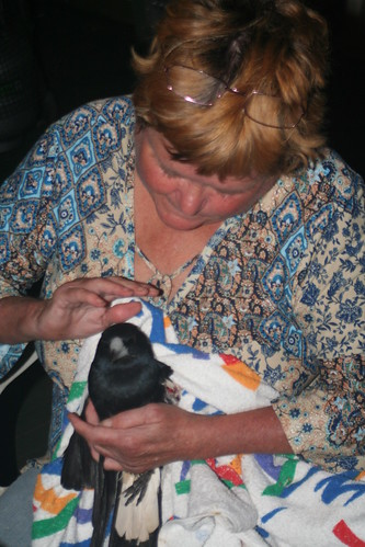 Joey with  magpie