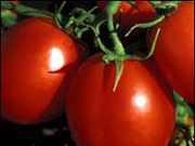 productos_ecologicos, tomates