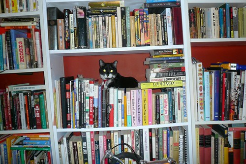 I always wanted a bookstore cat