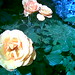 Roses on my walk - PaD 4/29/07