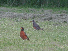 Robins enjoying our chemical-free lawn