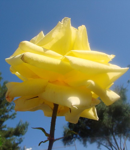 yellow rose against the sky