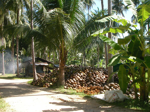 サムイ島-coconuts@maenam0000