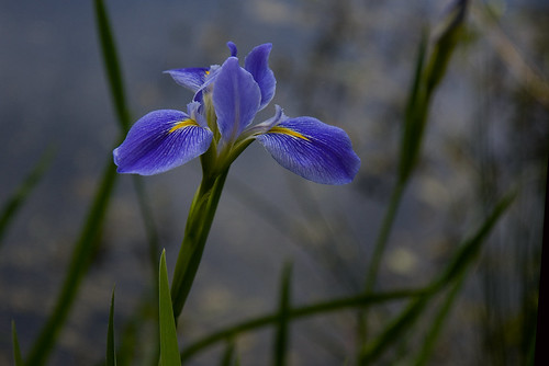 water iris 2