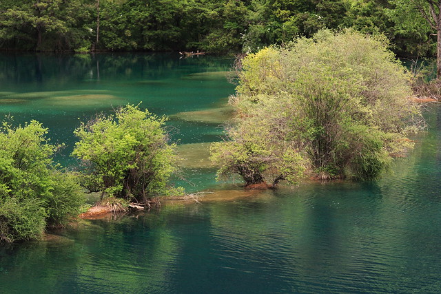 Trees in the Lake Huohuahai