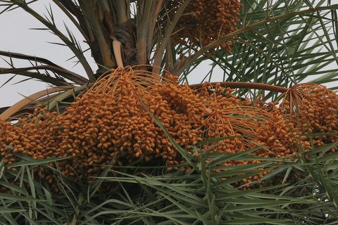 Dates on the Palm