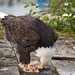 Bald Eagle, Prince Rupert, BC