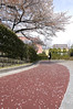 桜, オリンピック記念青少年総合センター