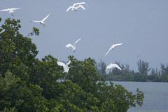 egrets 2