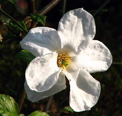 Magnolia pseudokobus