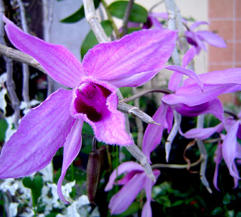 orchids-350x316