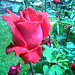 Roses on my walk