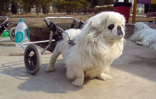 Dog wheelchair - foto di xiaming