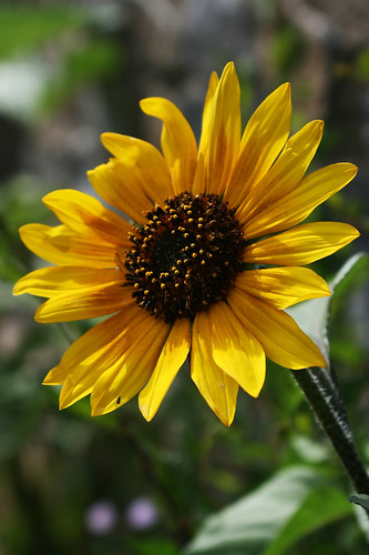 May Sunflower