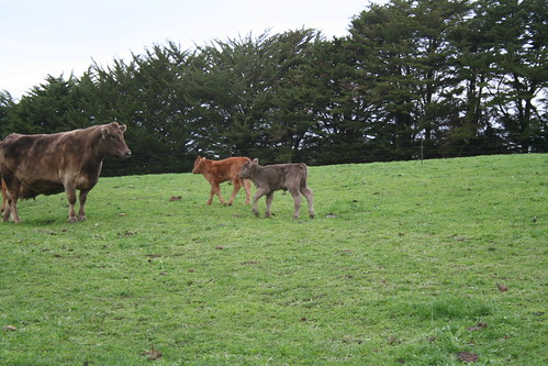Cow and calves at Coat estate