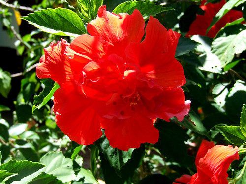 Saipan, A'be's garden - Hibiscus